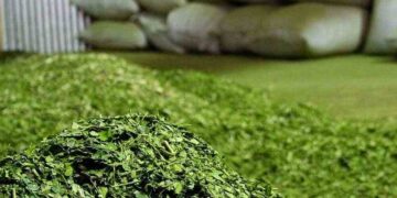 Las ventas de yerba mate superaron los 46 millones de kilos el primer bimestre