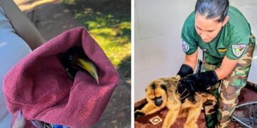 Rescataron un mono carayá y un tucán herido y fueron puestos a resguardo