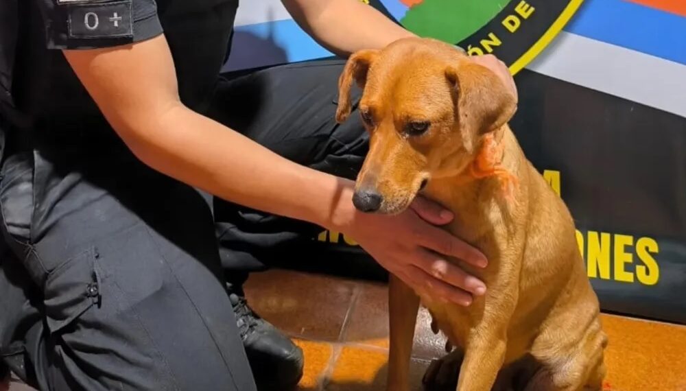 La Policía detuvo al hombre que fue filmado arrastrando a un perro en San Ignacio