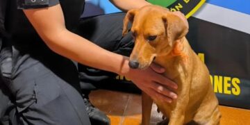 La Policía detuvo al hombre que fue filmado arrastrando a un perro en San Ignacio