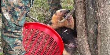 Rescataron un oso melero y un loro maitaca en operativos realizados en San José y San Vicente