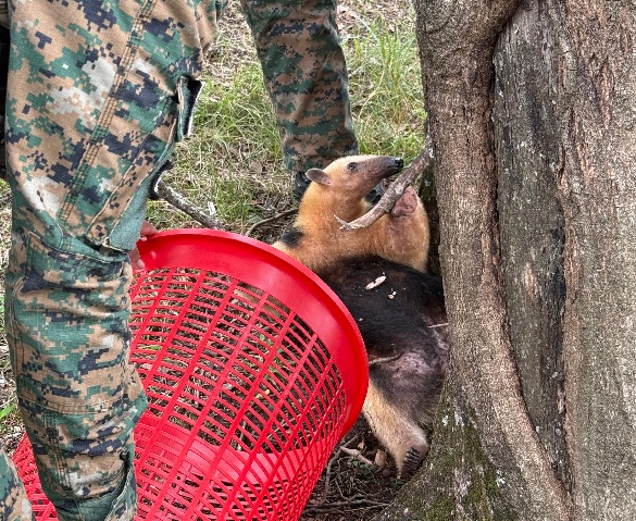 Rescataron un oso melero y un loro maitaca en operativos realizados en San José y San Vicente