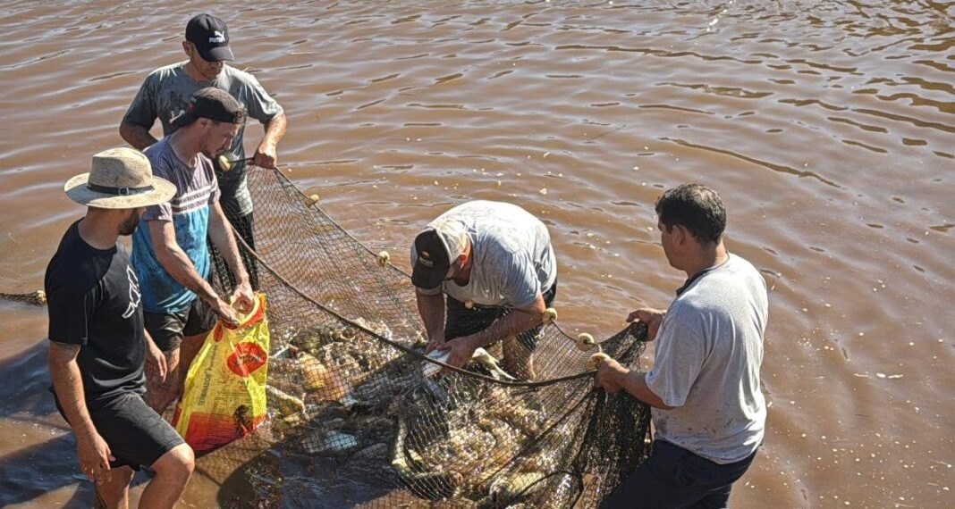Cinco toneladas de pescado misionero consolidan el crecimiento del sector acuícola