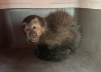 Oberá: rescataron a un pequeño mono caí que iba a ser comercializado de manera ilegal