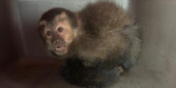 Oberá: rescataron a un pequeño mono caí que iba a ser comercializado de manera ilegal