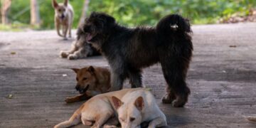 Elevaron a $600 mil la recompensa por datos de los perros desaparecidos en Guaraní