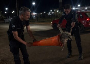 San Pedro: policías rescataron a un puercoespín que deambulaba desorientado en plena calle