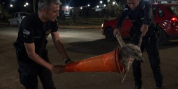 San Pedro: policías rescataron a un puercoespín que deambulaba desorientado en plena calle