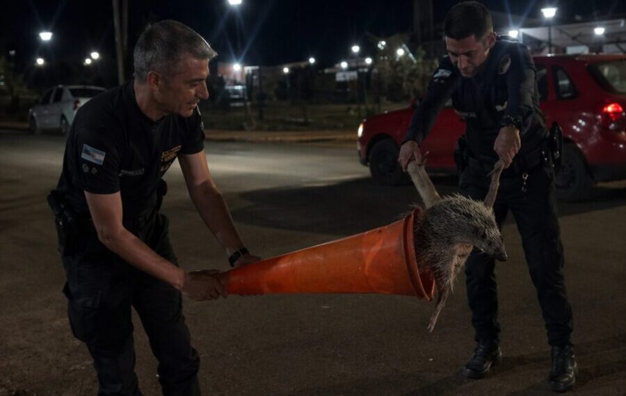 San Pedro: policías rescataron a un puercoespín que deambulaba desorientado en plena calle
