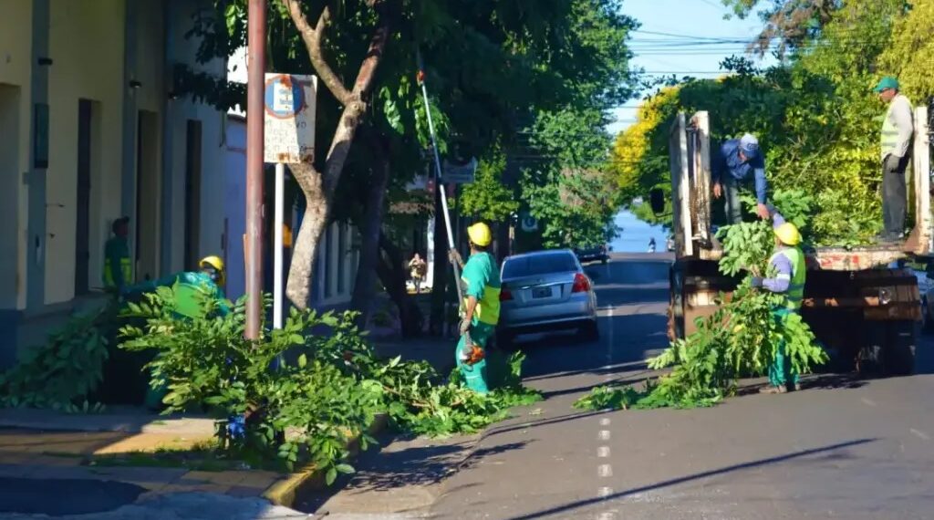 En mayo se pone en marcha el operativo anual de poda: cómo solicitar el servicio