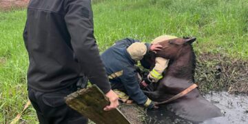 Rescataron a un caballo que había caído en un pozo de agua en Candelaria