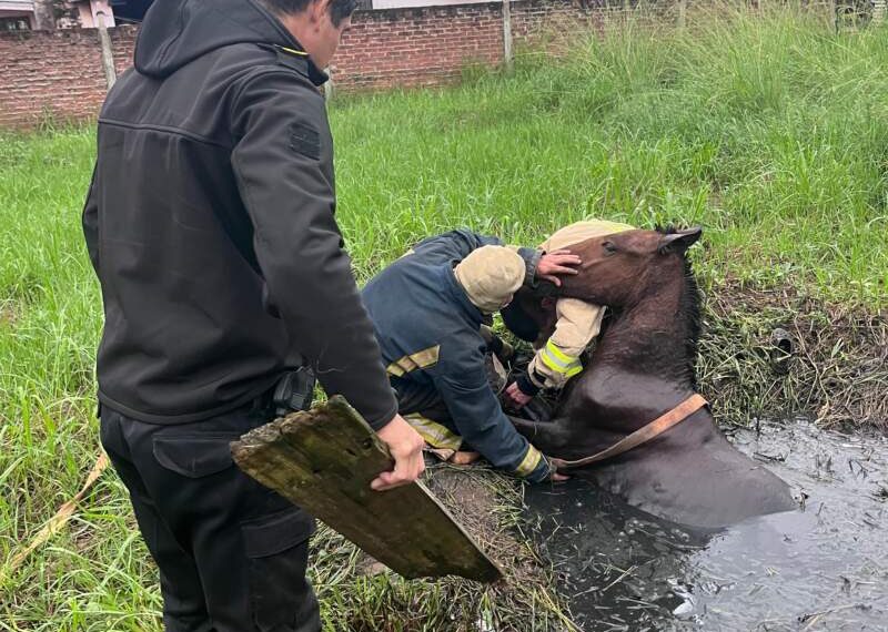 Rescataron a un caballo que había caído en un pozo de agua en Candelaria