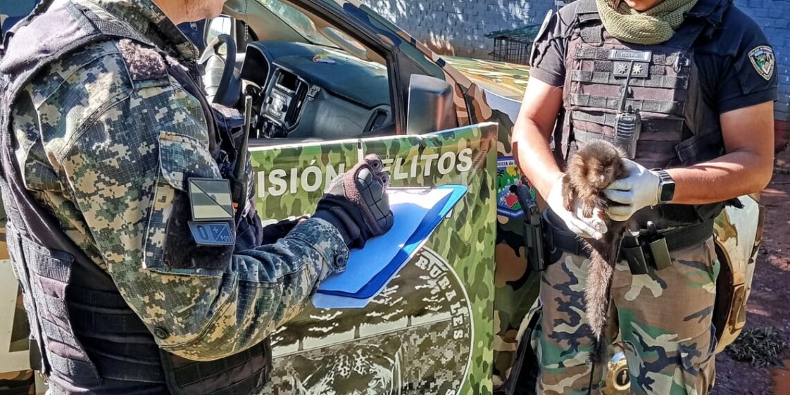 Caraguatay: un mono capuchino vivía en cautiverio en una casa rural y fue rescatado por la Policía Ambiental