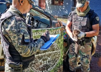 Caraguatay: un mono capuchino vivía en cautiverio en una casa rural y fue rescatado por la Policía Ambiental
