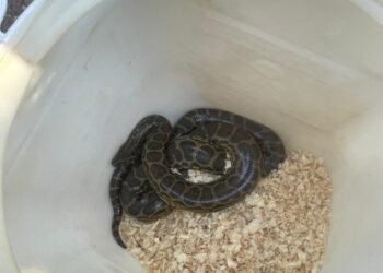 Resguardaron una boa curiyú hallada en la Chacra 156 de Posadas