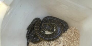 Resguardaron una boa curiyú hallada en la Chacra 156 de Posadas