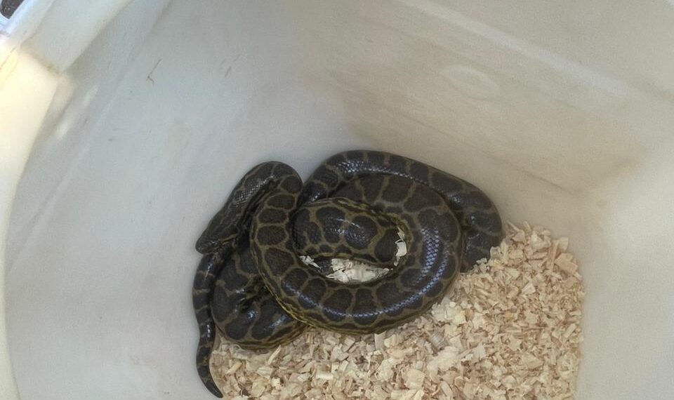 Resguardaron una boa curiyú hallada en la Chacra 156 de Posadas