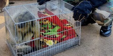 Rescataron a un mono carayá que se electrocutó al tocar cables de alta tensión