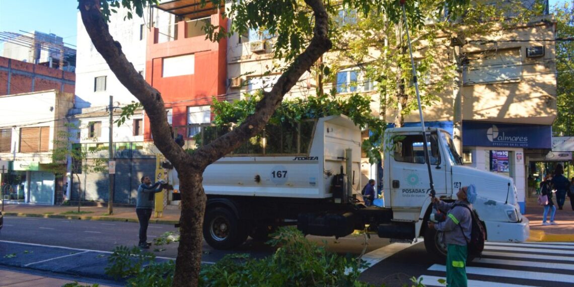 Operativo Integral de Poda en Posadas: así será el cronograma
