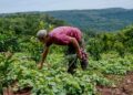 “El programa Ahora Chacra beneficiará a 25 mil pequeños productores misioneros”