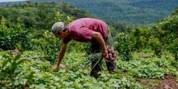 “El programa Ahora Chacra beneficiará a 25 mil pequeños productores misioneros”