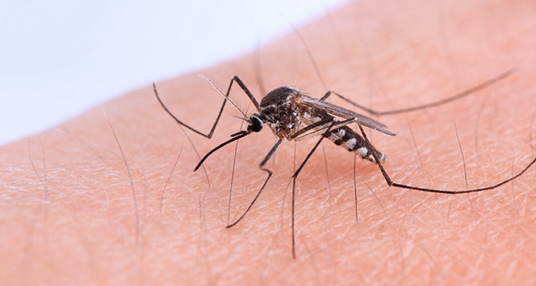 Argentina notificó 258 casos nuevos de fiebre chikungunya