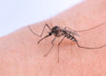 Argentina notificó 258 casos nuevos de fiebre chikungunya