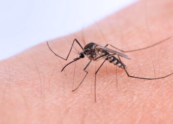 Argentina notificó 258 casos nuevos de fiebre chikungunya
