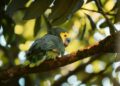 Con 311 especies registradas en un solo día, Misiones lideró el gran día de observación de aves a nivel nacional