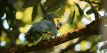 Con 311 especies registradas en un solo día, Misiones lideró el gran día de observación de aves a nivel nacional