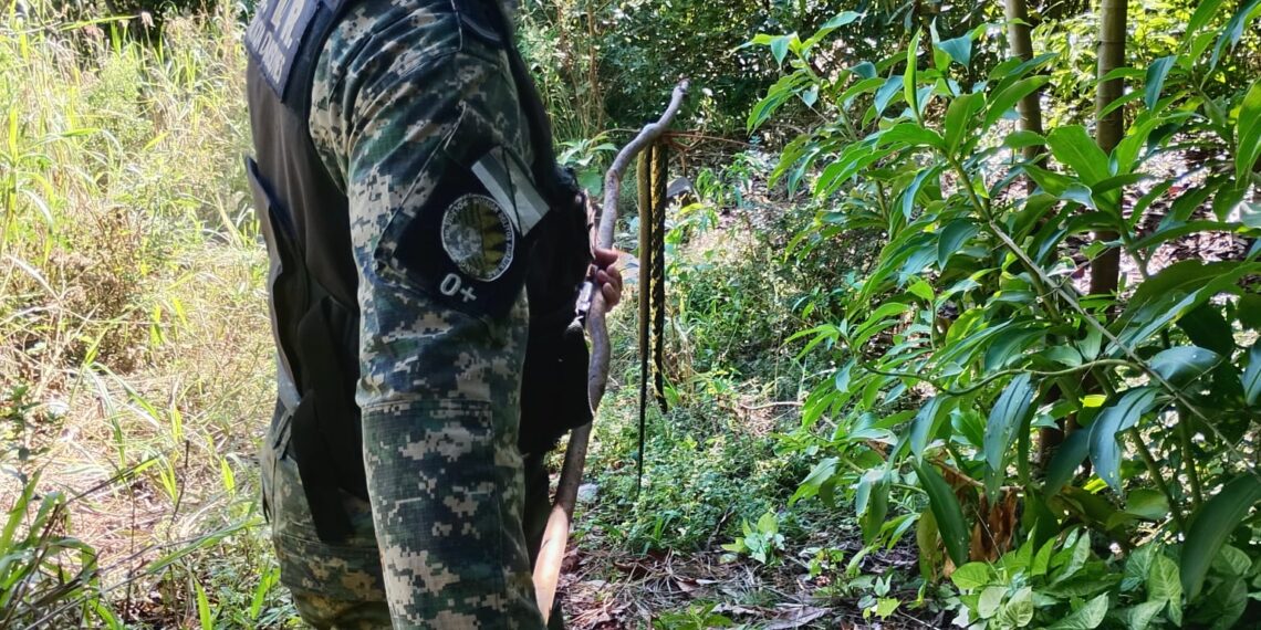 Encontraron una serpiente en el patio de una vivienda y fue liberada por efectivos de Delitos Rurales