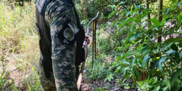 Encontraron una serpiente en el patio de una vivienda y fue liberada por efectivos de Delitos Rurales