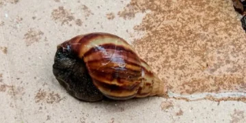 Alerta en Posadas por la presencia del caracol gigante africano