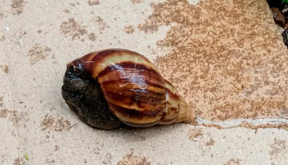 Alerta en Posadas por la presencia del caracol gigante africano