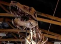 Un Tiranosaurio Rex de 67 millones de años saldrá a subasta en Nueva York