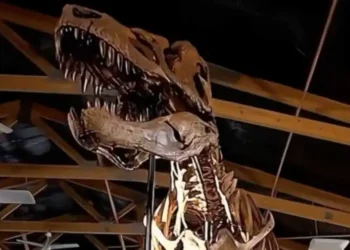 Un Tiranosaurio Rex de 67 millones de años saldrá a subasta en Nueva York