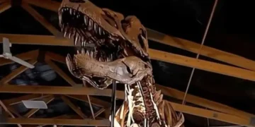 Un Tiranosaurio Rex de 67 millones de años saldrá a subasta en Nueva York