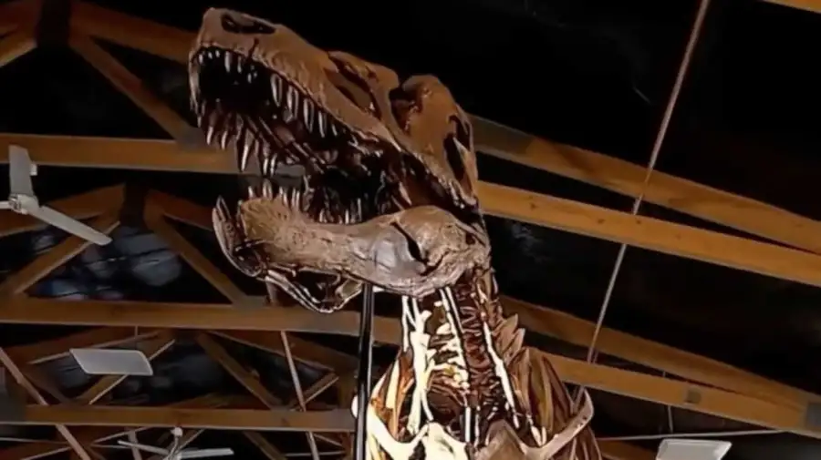 Un Tiranosaurio Rex de 67 millones de años saldrá a subasta en Nueva York