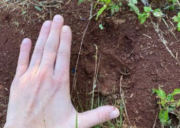 Policías hallaron huellas de un felino de gran porte en una zona rural de Campo Grande