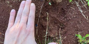 Policías hallaron huellas de un felino de gran porte en una zona rural de Campo Grande