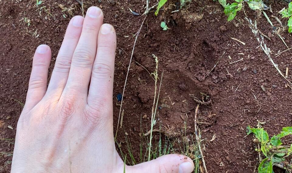 Policías hallaron huellas de un felino de gran porte en una zona rural de Campo Grande