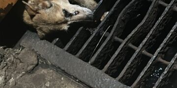 Luchaba por salir y no podía: rescataron a un perro atrapado en un desagüe