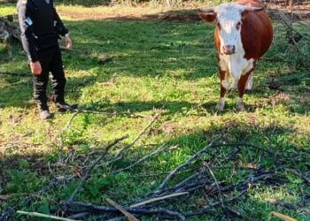 ”Si querés tu vaca, pagame $200 mil”: la Policía recuperó el animal en Almafuerte