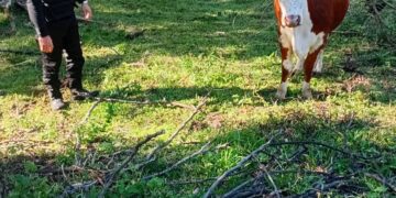 ”Si querés tu vaca, pagame $200 mil”: la Policía recuperó el animal en Almafuerte