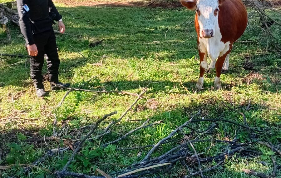 ”Si querés tu vaca, pagame $200 mil”: la Policía recuperó el animal en Almafuerte