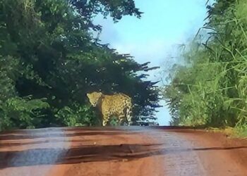 Avistan un yaguareté desplazándose por la Ruta 101