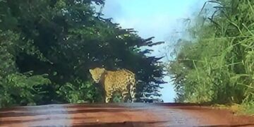 Avistan un yaguareté desplazándose por la Ruta 101