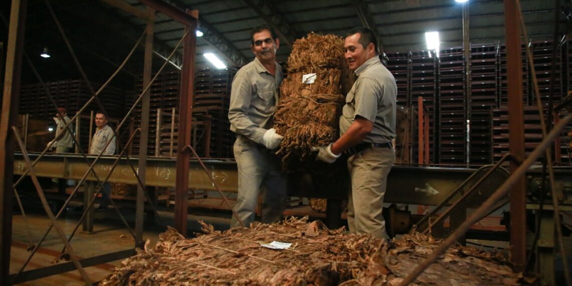 Tabaco: Misiones cerró zafra histórica con más de 43 millones de kilos acopiados