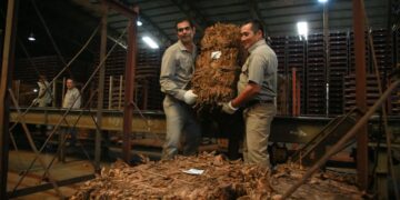 Tabaco: Misiones cerró zafra histórica con más de 43 millones de kilos acopiados