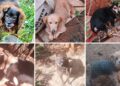 Tras investigación judicial, hallaron a la más de la mitad de los perros entregados en adopción en Guaraní